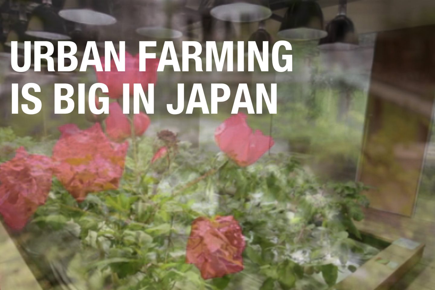 Urban Farming is Big in Japan