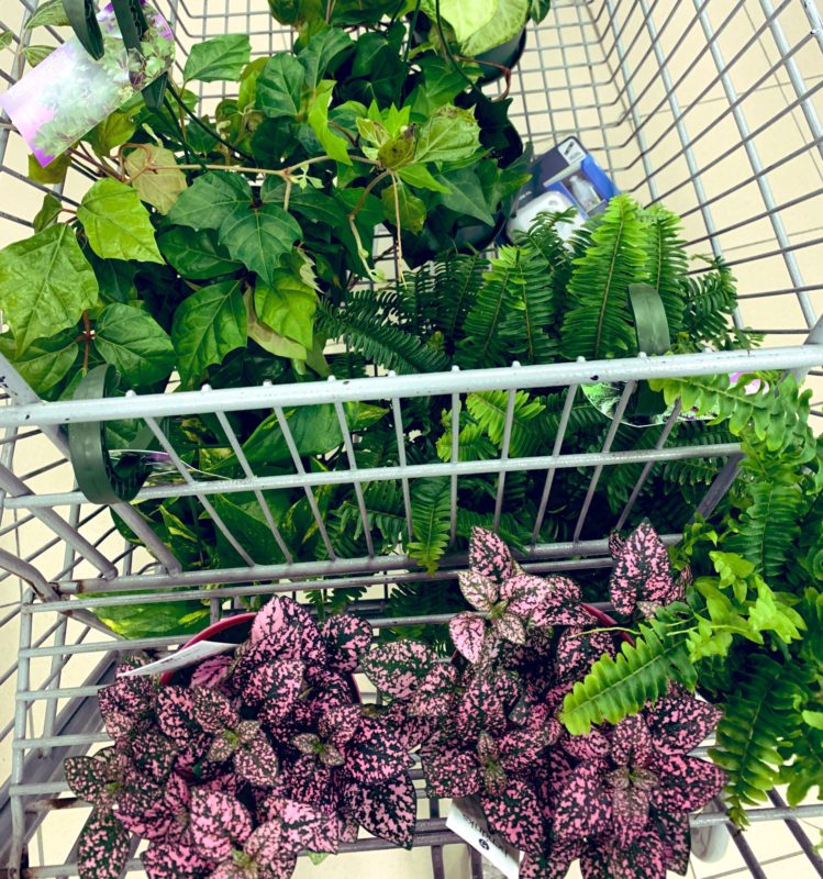 Plants from Canadian Tire, spring 2019. 